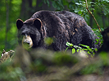 Из-за пожаров в Якутии медведи выходят к людям в поисках еды