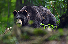 Из-за пожаров в Якутии медведи выходят к людям в поисках еды