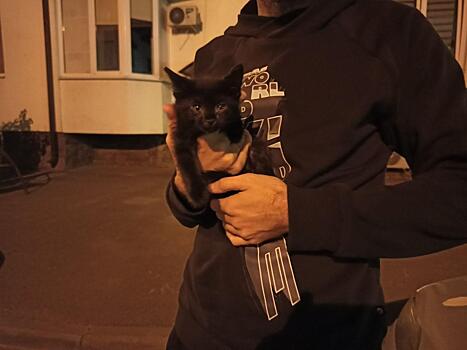 В Краснодаре спасли котенка, замурованного в подвале многоэтажного дома