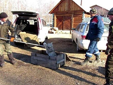 Лакомившуюся курятиной рысь поймали в Черемхово сотрудники нацпарка