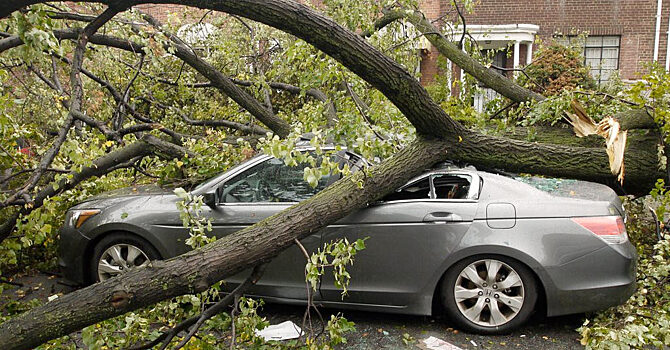 На мою машину упало дерево. Что делать, чтобы получить компенсацию?