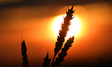 Эксперт прокомментировал резкий рост цен на пшеницу