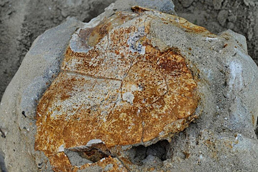 На Ставрополье нашли панцирь черепахи возрастом 8 млн лет