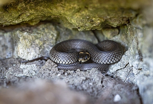 В Омской области на домашних питомцев нападают змеи – соцсети