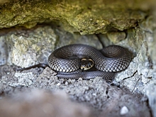 В Омской области на домашних питомцев нападают змеи – соцсети