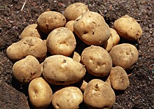 В Челябинске состоится День картофельного поля