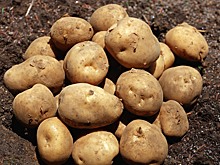 В минсельхозе прокомментировали заявление Кобылина, который посоветовал южноуральцам не сажать картошку