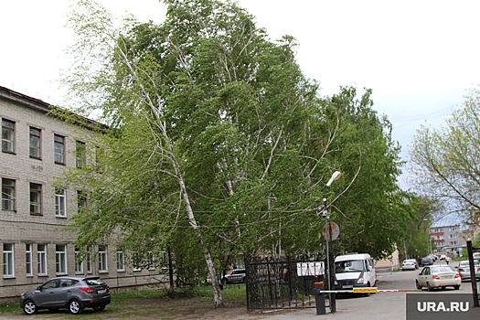 Курганский синоптик предупредил о штормовом ветре в области