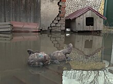 В Гвардейске жилые дома затапливает канализационными стоками