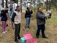 Челябинский доктор Айболит вылечил еще двух сов