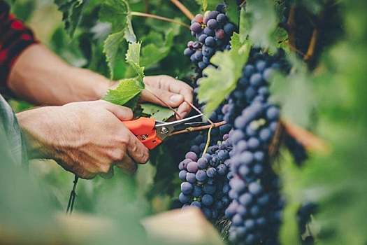 В России более чем на 100 тыс. тонн сократится сбор винограда &ndash; Патрушев