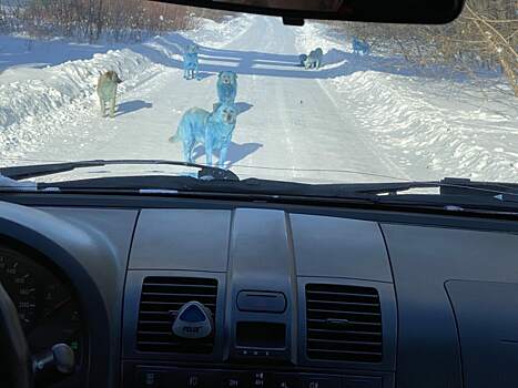 Голубые собаки гуляют на территории завода в Дзержинске