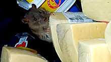 Роспотребнадзор проверяет достоверность видео с крысой на продуктовых полках в супермаркете Лобни