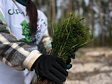 Свыше 450 000 деревьев высадили в Нижегородской области в рамках акции «Сад памяти»