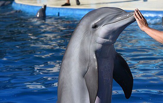 В Испании туристы до смерти замучили дельфина ради красивого селфи