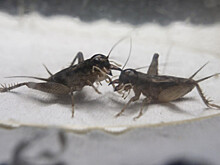 Сверчки на вес золота: жители китайского города зарабатывают тысячи долларов на насекомых