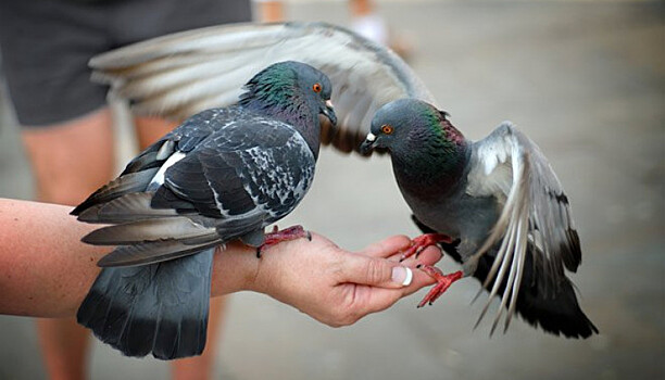 Любителей кормить голубей предупредили об опасной инфекции