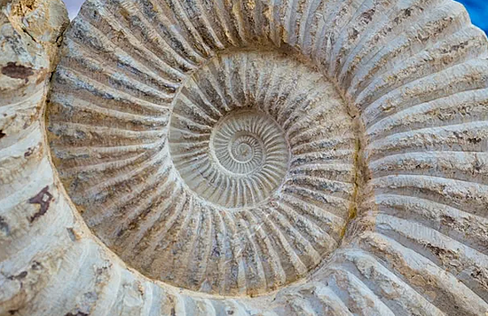 Новосибирские ученые открыли новый вид древних моллюсков