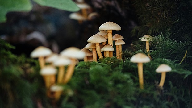 Какие растения и грибы запрещено выращивать в России