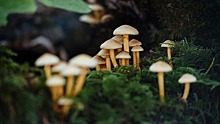 Какие растения и грибы запрещено выращивать в России