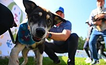 В Казани до конца года откроют четыре площадки для выгула собак
