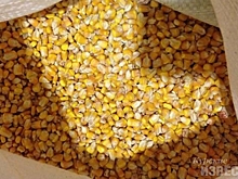 Рейд полиции и Россельхознадзора пресёк вывоз из Курской области 26 тонн кукурузы