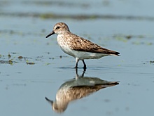 Кулики разбиваются в Нижнем Новгороде из-за проводов
