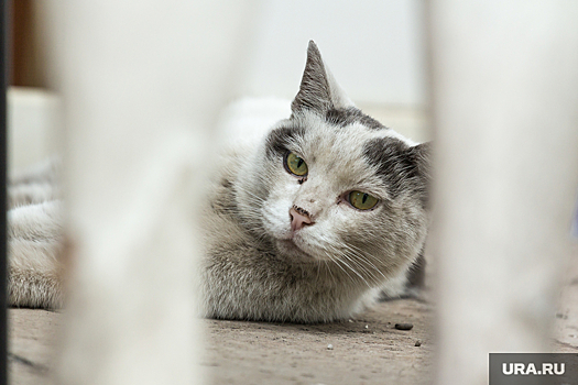Причиной коммунальной аварии в пермском поселке стал кот