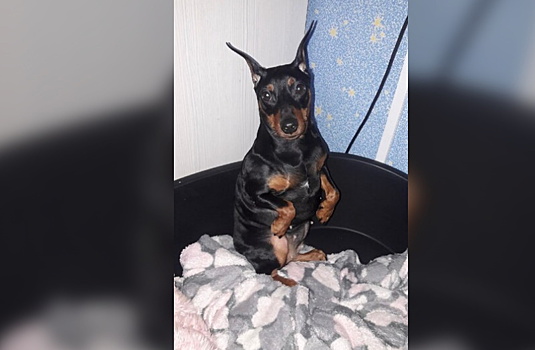 В Ленобласти живодерка кидала собаку об асфальт, чтобы «воспитать»