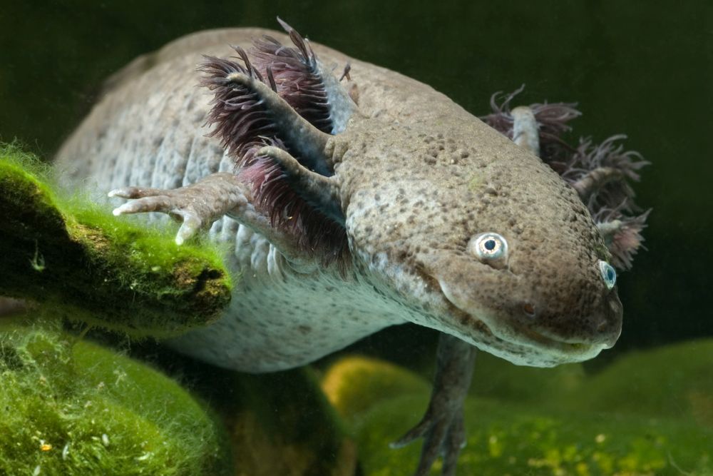 Описан новый ископаемый вид саламандры Ambystoma