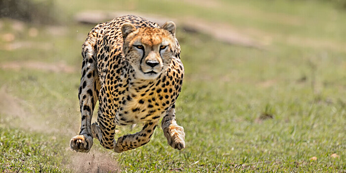 Британские ученые раскрыли секрет скорости гепардов