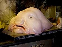 Самые удивительные животные