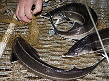 Разговоры в пользу стерляди. Саратовские чиновники не готовы помочь восстановлению рыбных богатств Волги ничем, кроме громких слов