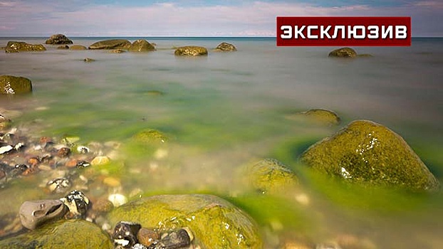 Специалист рассказал, опасно ли купаться в цветущем море