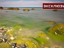 Специалист рассказал, опасно ли купаться в цветущем море