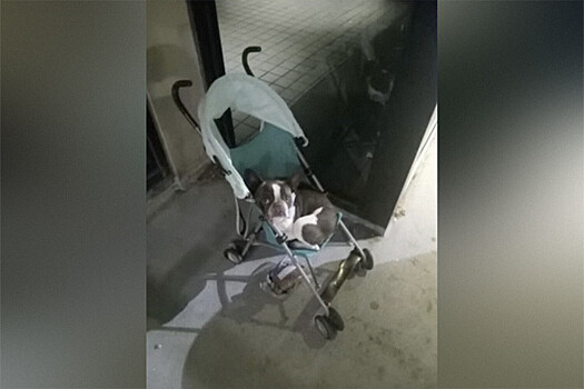 В США бульдог не смог полететь с хозяйкой и остался в аэропорту