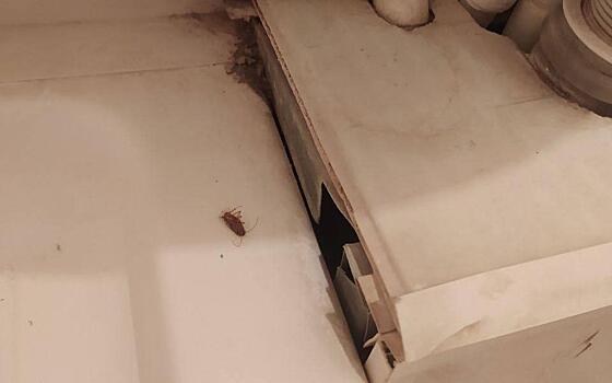 Рязанка пожаловалась на тараканов и клопов в больнице № 11