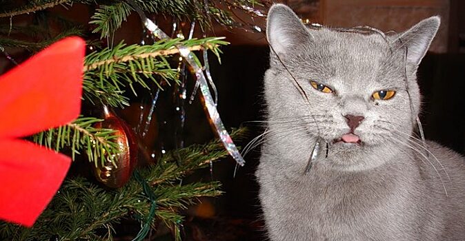 Миссия выполнена: 10 смешных фотографий кота и рождественской ёлки