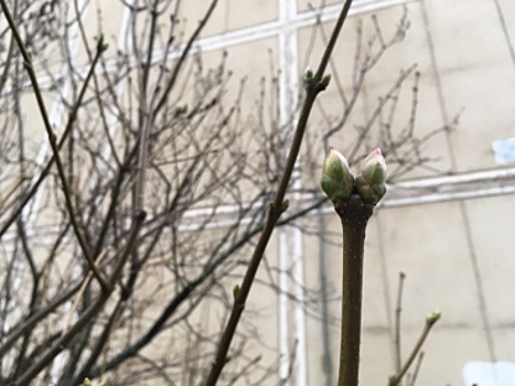 Костромичи опасаются, что под Новый год у них под окнами распустится сирень