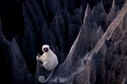 Белый лемур Мадагаскара
