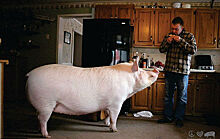 «Карликовая» свинья выросла до 300 килограммов, вынудив хозяев купить новый дом