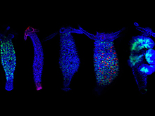 Найден ключ к бессмертию