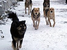 Собака за хозяина в ответе: как алтайская инициатива расколола общество