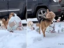 Четвероногий помощник, вынося мусор, угодил в аварию: видео