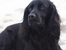 В семье герцогов Кембриджских пополнение