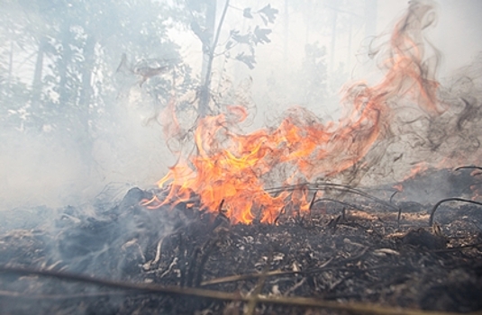Эколог предупредил о весенних лесных пожарах