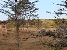 Крупный жираф погнался за туристами