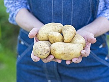 Народные приметы на 15 сентября: Посмотри на картошку и яркое не надевай