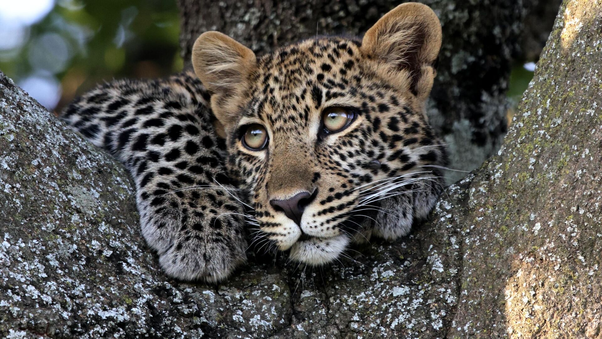 В России утвердили перечень запрещенных к содержанию животных