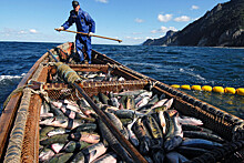 Крупнейший производитель лосося сравнил российскую семгу с чилийской